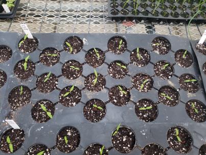SEEDLING
